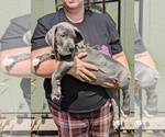 Small Photo #17 Great Dane Puppy For Sale in GREENVILLE, NC, USA