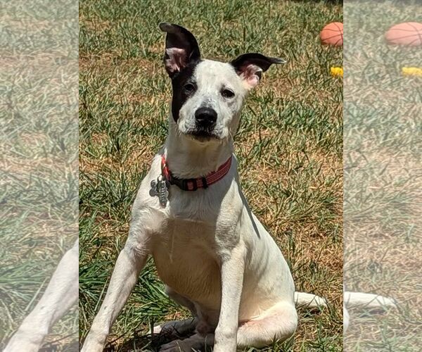 Medium Photo #6 Mutt Puppy For Sale in Holly Springs, NC, USA