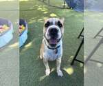 Small #1 Chinese Shar-Pei Mix