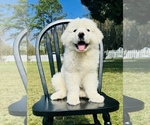 Small Photo #4 Great Pyrenees Puppy For Sale in OCALA, FL, USA