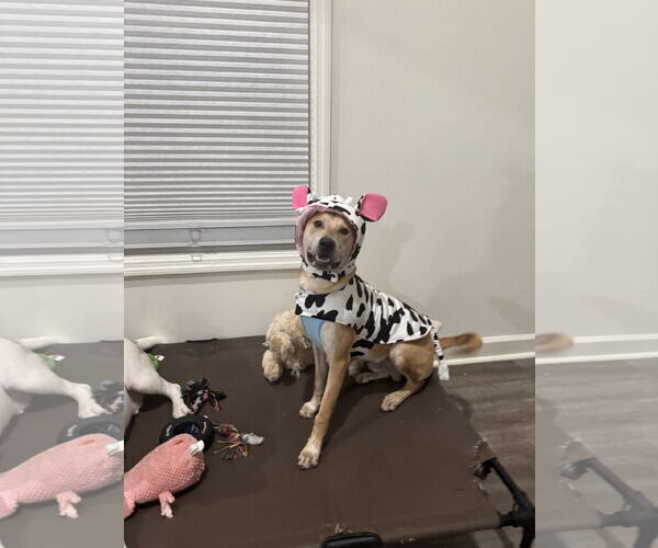 Medium Photo #4 Retriever -Unknown Mix Puppy For Sale in Virginia Beach, VA, USA