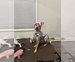 Small #3 Retriever  Mix