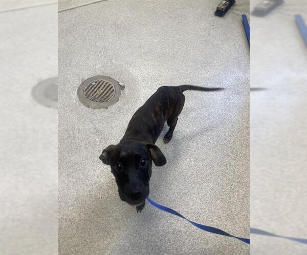 Medium Photo #1 American Pit Bull Terrier-Plott Hound Mix Puppy For Sale in Tallahassee, FL, USA