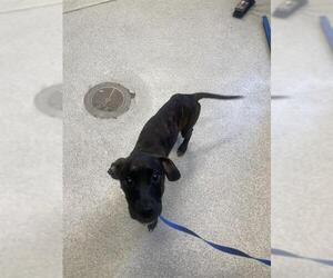 American Pit Bull Terrier-Plott Hound Mix Dogs for adoption in Tallahassee, FL, USA