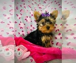 Small Photo #6 Yorkshire Terrier Puppy For Sale in THE WOODLANDS, TX, USA