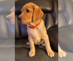 Small Photo #81 Labrador Retriever Puppy For Sale in BUFFALO, NY, USA