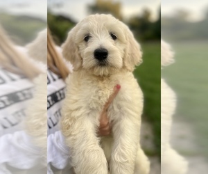 Medium Goldendoodle