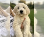 Small Photo #1 Goldendoodle Puppy For Sale in SOUTHBURY, CT, USA