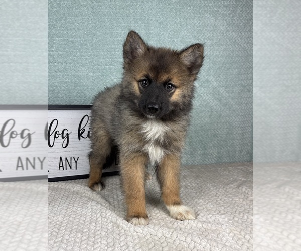 Medium Photo #1 Pomsky Puppy For Sale in FRANKLIN, IN, USA