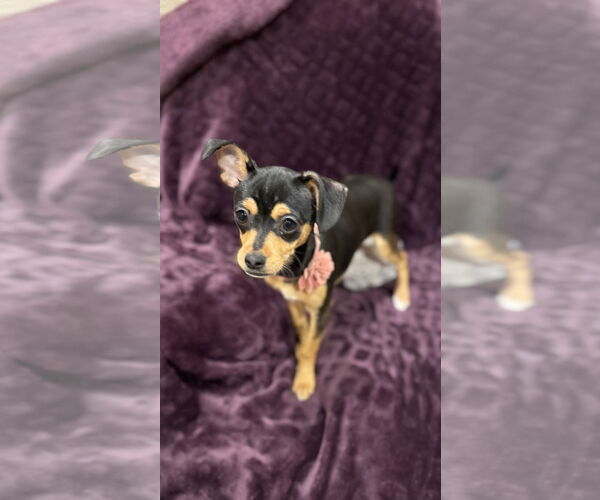 Medium Photo #4 Chihuahua-Unknown Mix Puppy For Sale in Rockaway, NJ, USA