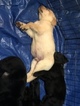 Small Photo #7 Labrador Retriever Puppy For Sale in GATES, NY, USA