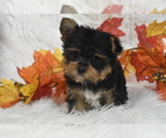 Small #2 Yorkshire Terrier