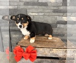 Small Photo #2 Pembroke Welsh Corgi Puppy For Sale in MIDDLEBURY, IN, USA