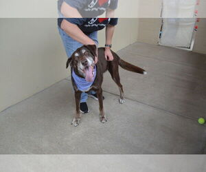 Labrador Retriever-Unknown Mix Dogs for adoption in McKinney, TX, USA