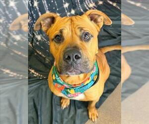 Mutt Dogs for adoption in Tulsa, OK, USA