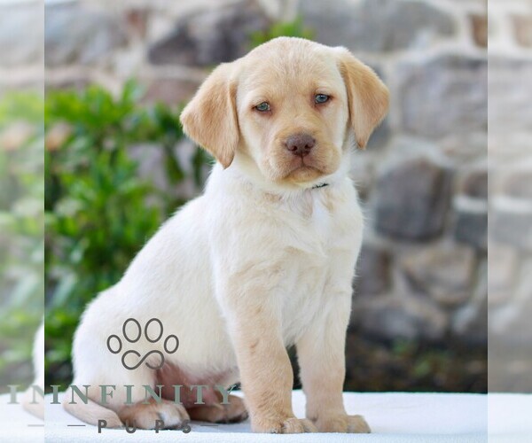 Medium Photo #4 Labrador Retriever Puppy For Sale in MORGANTOWN, PA, USA