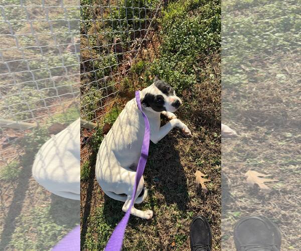 Medium Photo #2 Mutt Puppy For Sale in Shelburne, VT, USA