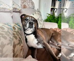 Small #3 Boxer