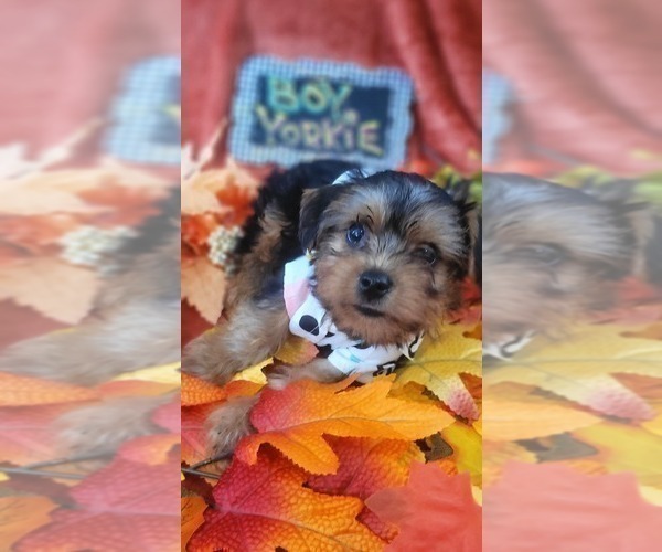 Medium Photo #14 Yorkshire Terrier Puppy For Sale in AKRON, OH, USA