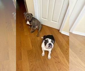 Father of the Bulldog puppies born on 07/10/2025