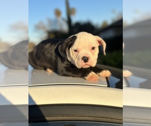 American Bully Puppy for sale in SACRAMENTO, CA, USA