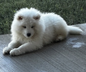 Samoyed Puppy for sale in FORNEY, TX, USA