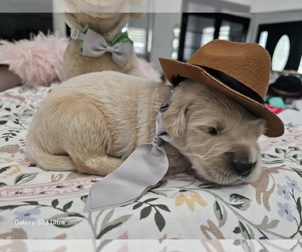 Medium Photo #28 Golden Retriever Puppy For Sale in ORLANDO, FL, USA