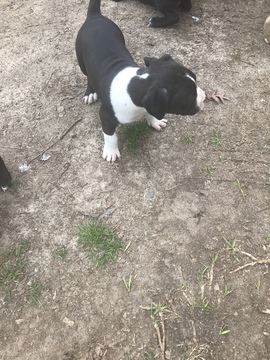 Medium Photo #41 American Pit Bull Terrier Puppy For Sale in GRIFFIN, GA, USA