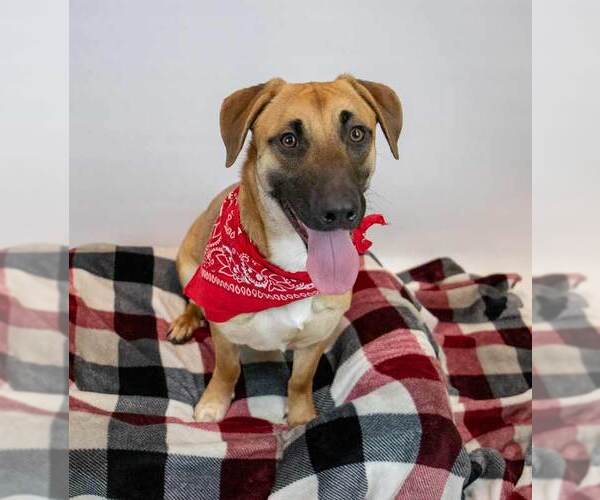 Medium Photo #4 Mutt Puppy For Sale in Kennesaw, GA, USA