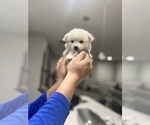 Small Photo #5 Cardigan Welsh Corgi-Pomeranian Mix Puppy For Sale in ALBUQUERQUE, NM, USA