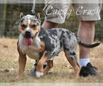 Small Photo #9 American Bully Puppy For Sale in CLEVELAND, GA, USA