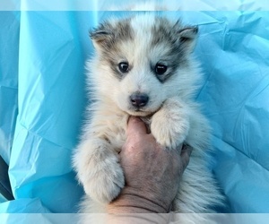 Wolamute Puppy for sale in AGUANGA, CA, USA