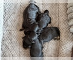 Small #14 YorkiePoo