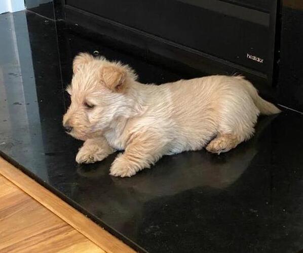 Medium Photo #1 Scottish Terrier Puppy For Sale in FEDERAL WAY, WA, USA