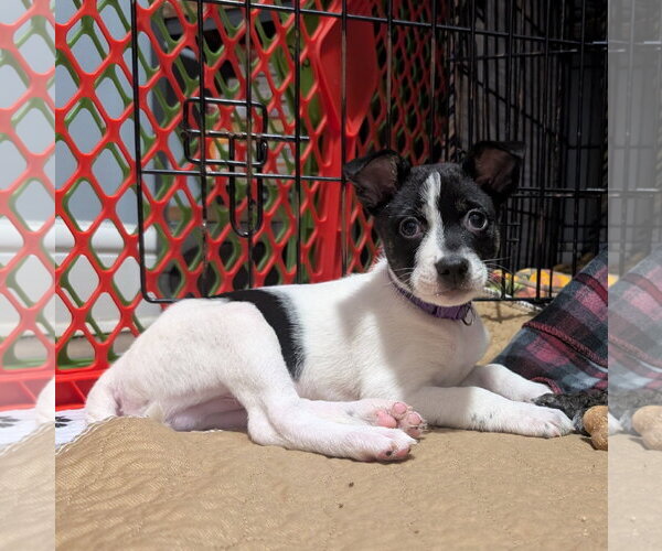Medium Photo #3 Mutt Puppy For Sale in Brooklyn Center, MN, USA