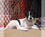 Small #2 Mutt