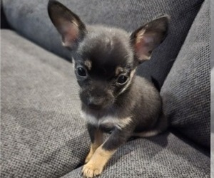 Chihuahua Puppy for sale in QUAKERTOWN, PA, USA