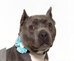 Small #1 American Pit Bull Terrier