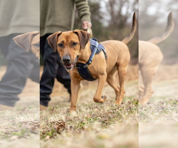 Medium Photo #1 Labrador Retriever-Unknown Mix Puppy For Sale in Spring Lake, NC, USA