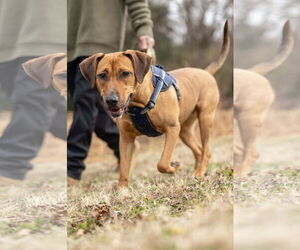 Labrador Retriever-Unknown Mix Dogs for adoption in Spring Lake, NC, USA