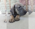 Small Photo #16 Great Dane Puppy For Sale in GREENVILLE, NC, USA