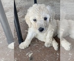 Small Photo #16 Poodle (Standard) Puppy For Sale in BAKERSFIELD, CA, USA