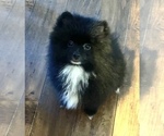Small Photo #1 Pomeranian Puppy For Sale in ANAHEIM HILLS, CA, USA