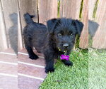 Small #5 Mutt