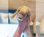 Small Photo #5 Goldendoodle Puppy For Sale in MOULTON, AL, USA