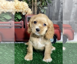 Cocker Spaniel Puppy for sale in CANOGA, NY, USA