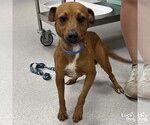 Small #4 Chihuahua Mix
