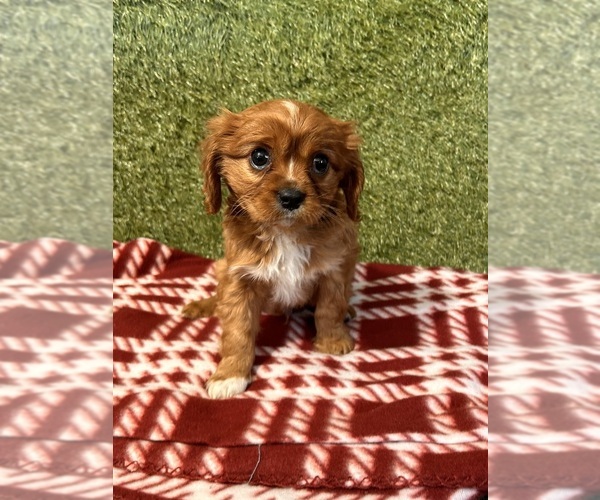 Medium Photo #3 Cavalier King Charles Spaniel Puppy For Sale in MIDDLEBURY, IN, USA
