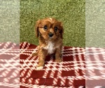 Small #2 Cavalier King Charles Spaniel