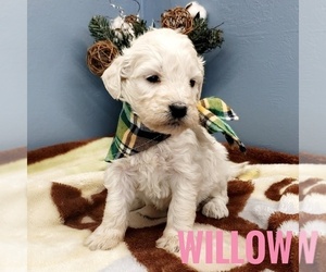 Goldendoodle Puppy for sale in CEDAR GAP, MO, USA